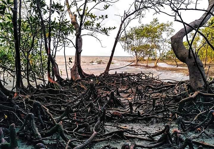 Mangrove roots and ecosystem